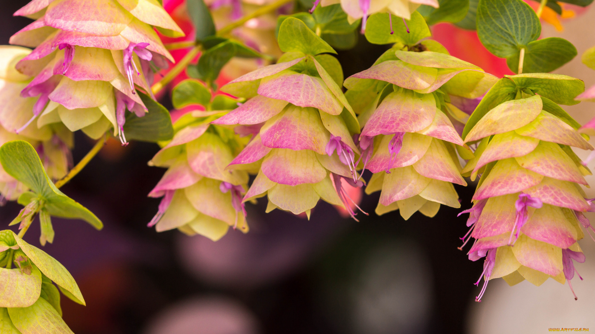 цветы, нежность