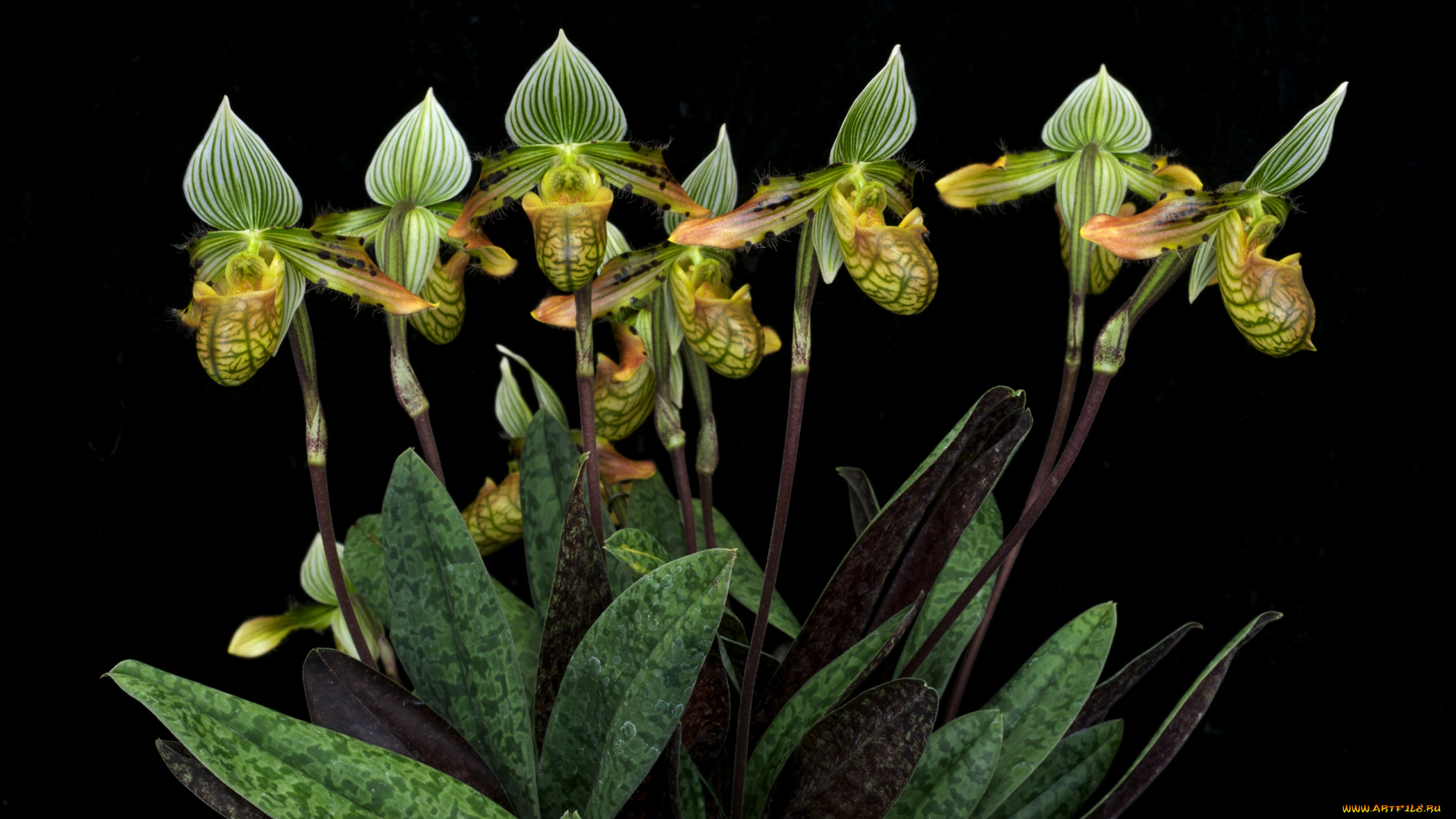 цветы, орхидеи, экзотика