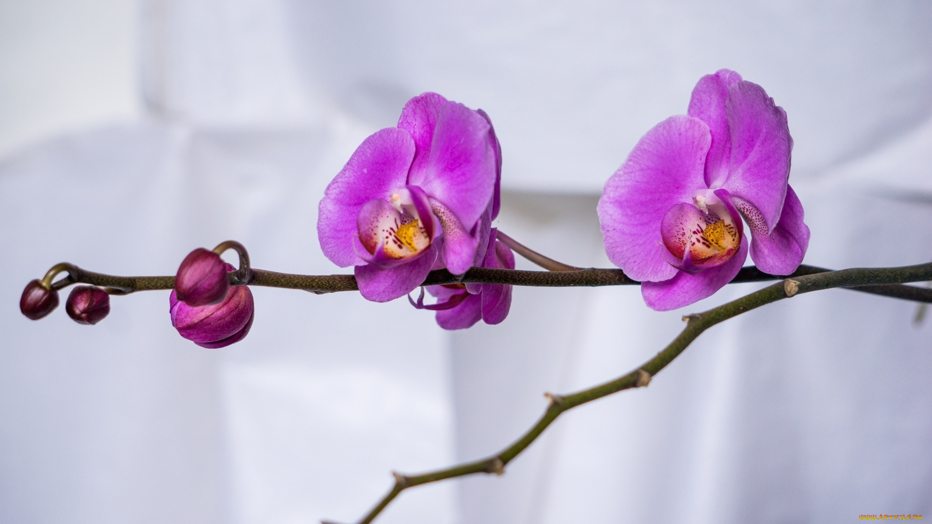 цветы, орхидеи, ветка, макро, лепестки, розовый