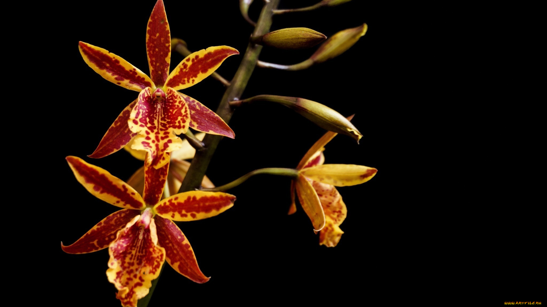 цветы, орхидеи, ветка, макро, пестрый