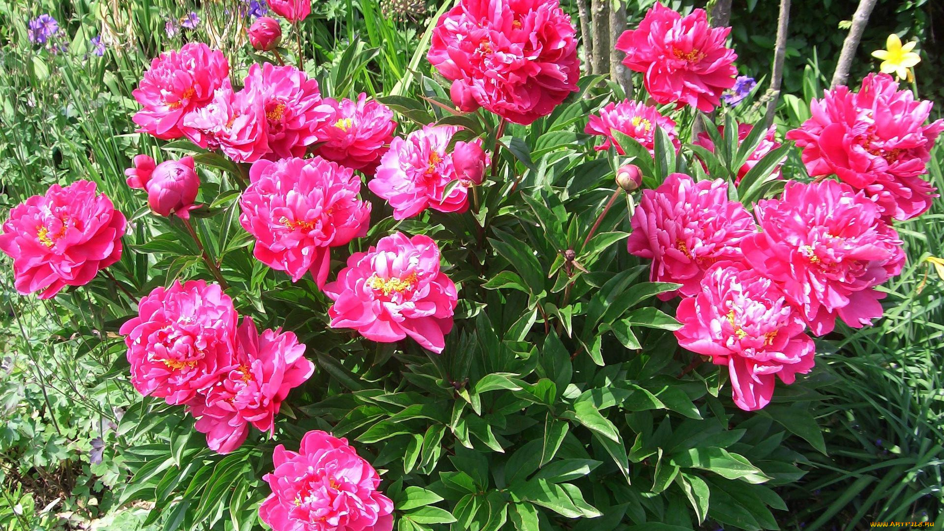 цветы, пионы, бутоны