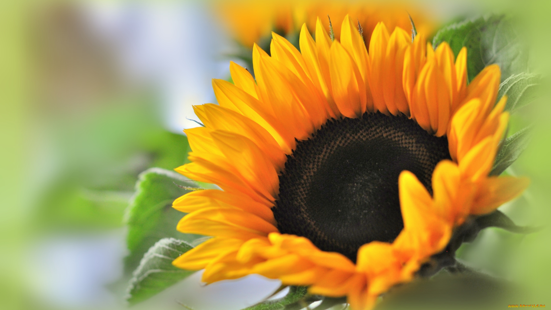 цветы, подсолнухи, макро