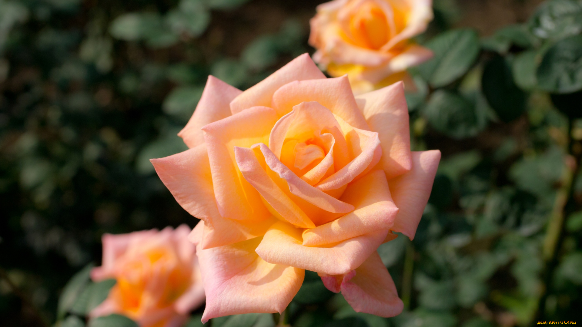 цветы, розы, персиковый