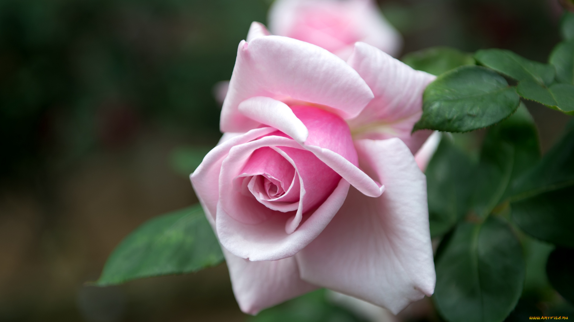 цветы, розы, розовый