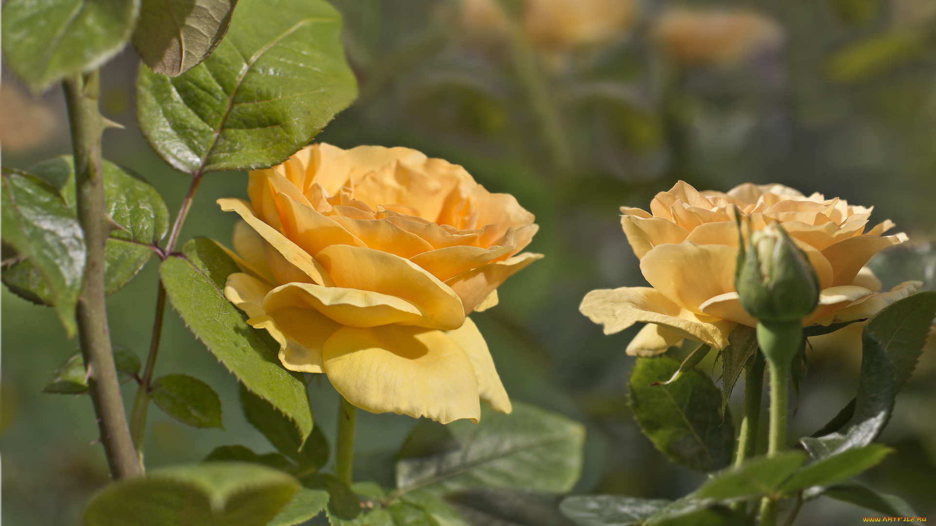 цветы, розы, желтый