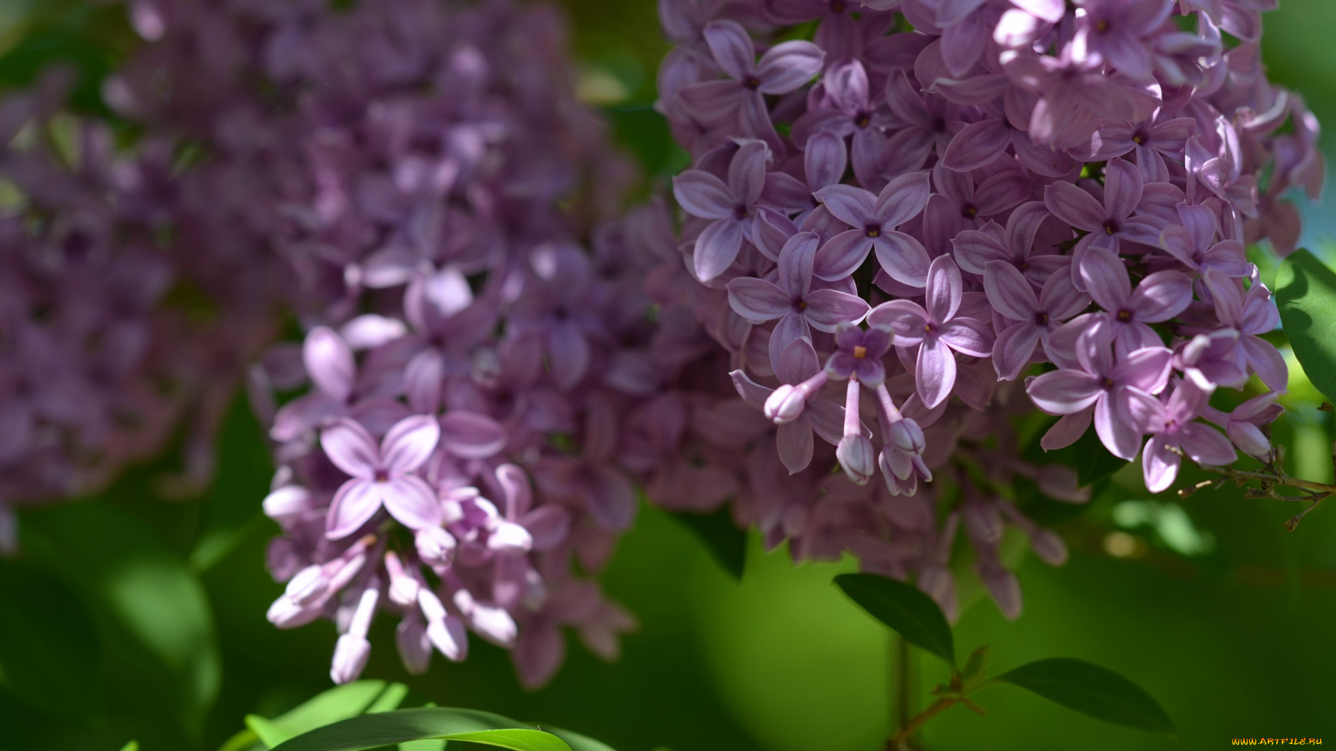 цветы, сирень, листья, ветки, кустарник