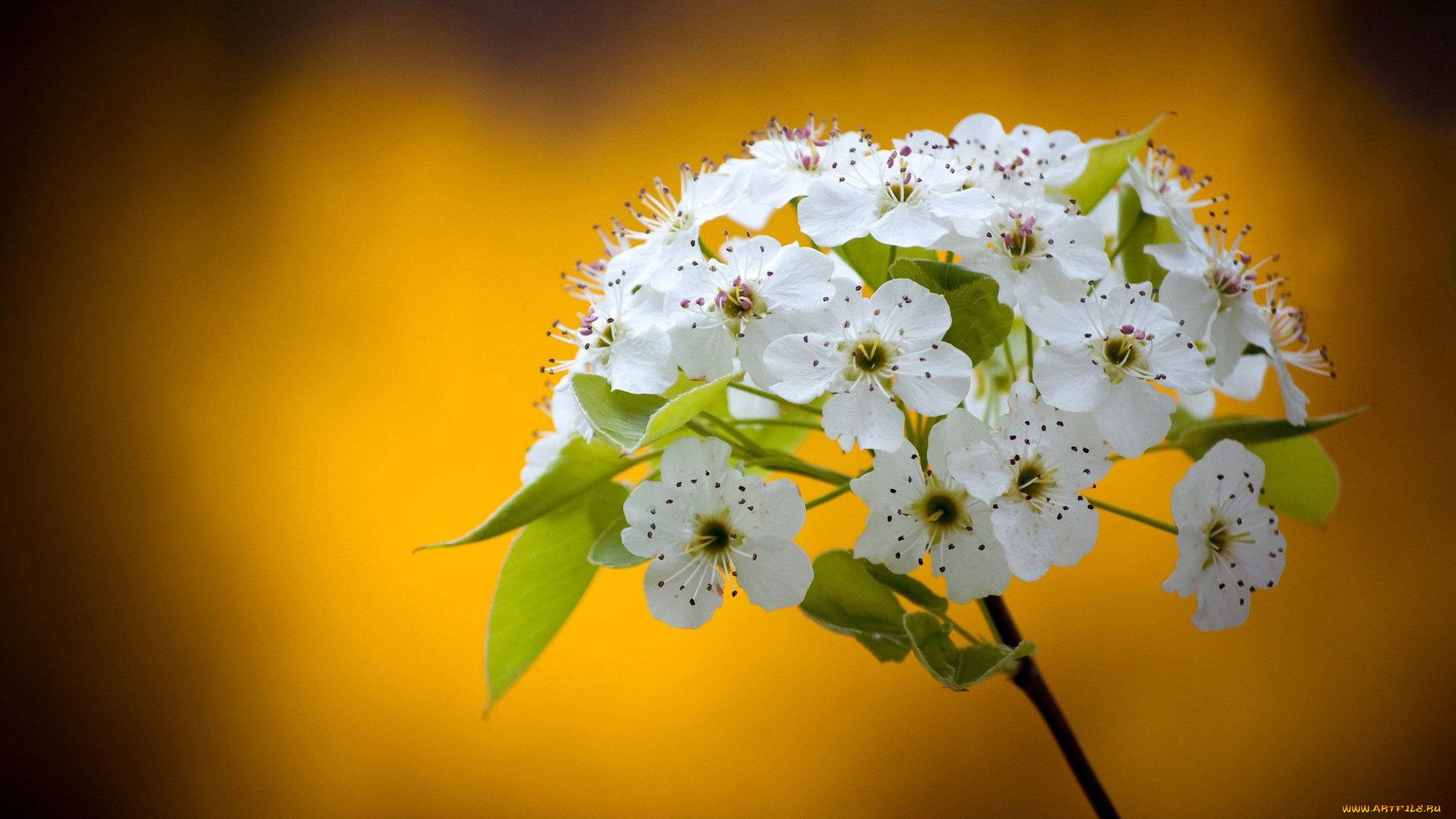 цветы, таволга, , спирея, , лабазник, ветка