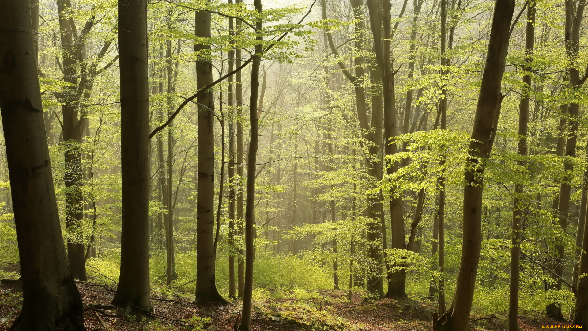 природа, лес, лето, трава, ветки