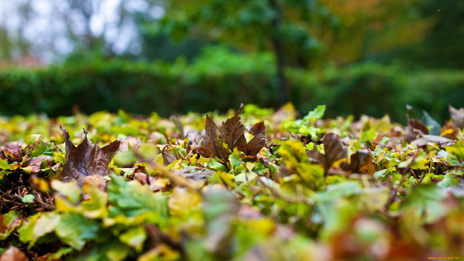 природа, листья, листва, осень, макро