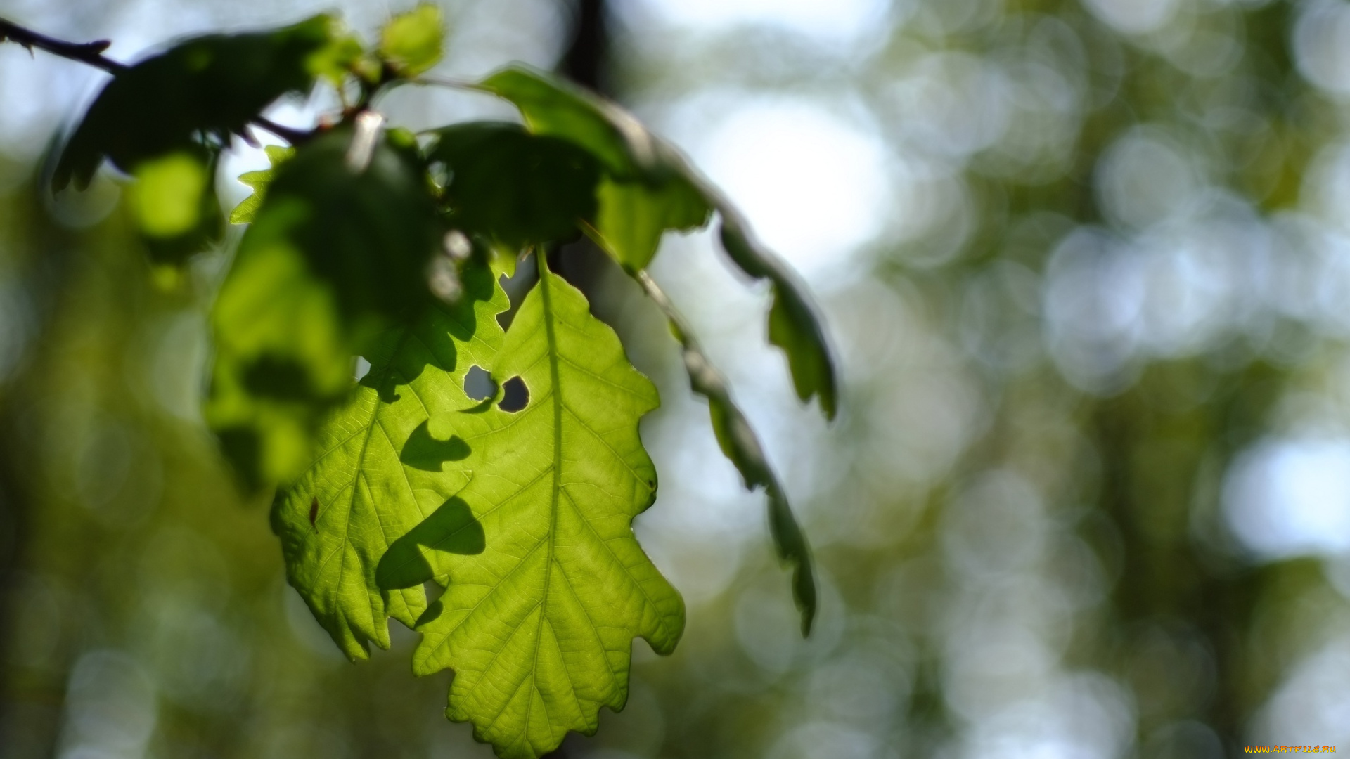 природа, листья, макро, зеленый