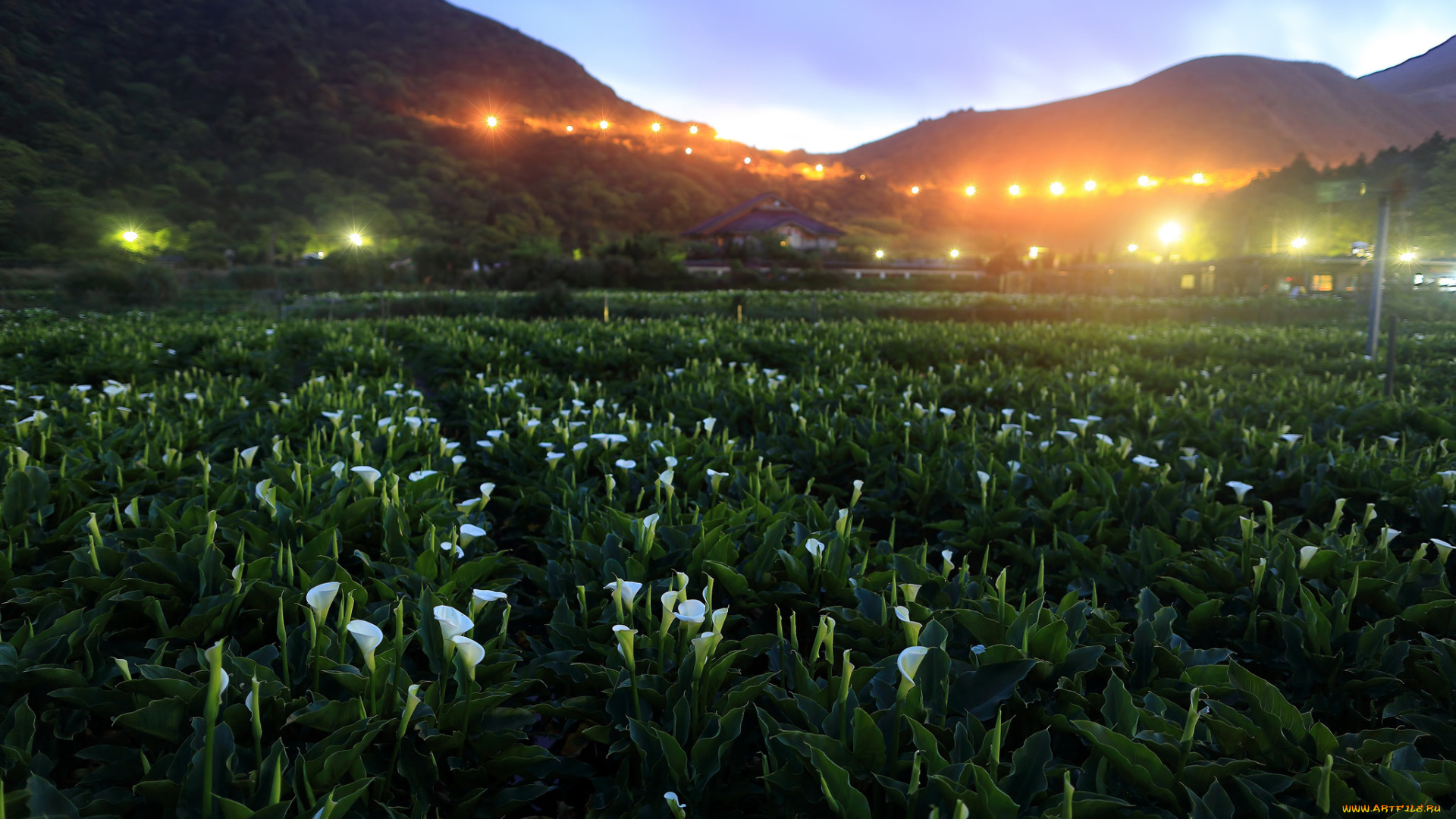 природа, пейзажи, деревья, холмы, пейзаж, цветы, дома, каллы