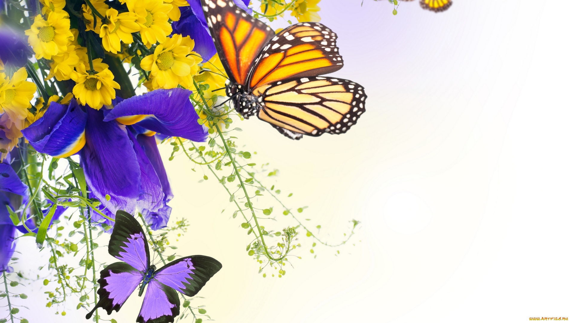 разное, компьютерный, дизайн, бабочки, цветы, ирисы, хризантемы