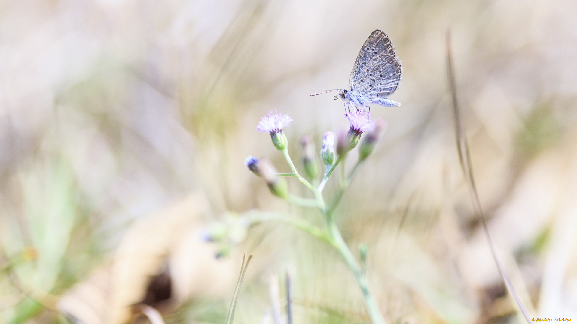 животные, бабочки, цветок, бабочка, макро, природа