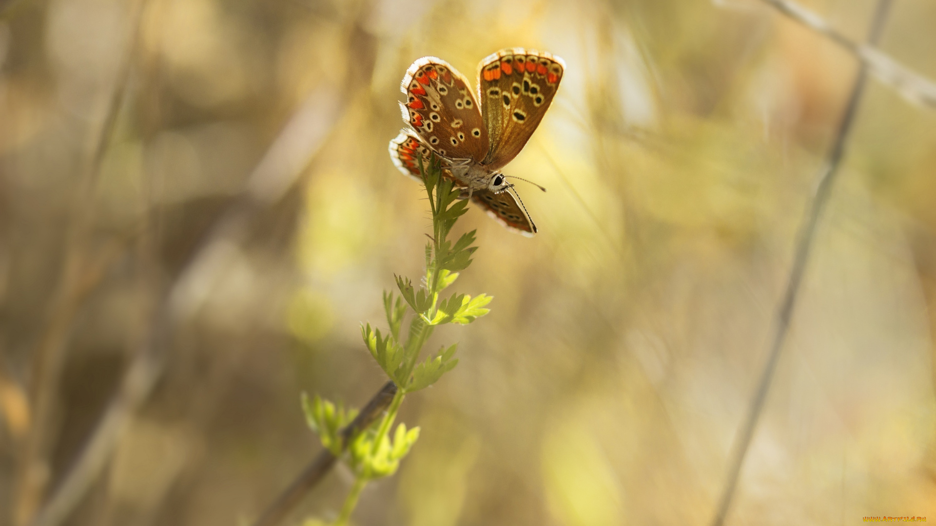 животные, бабочки, свет, растение, крылья, макро