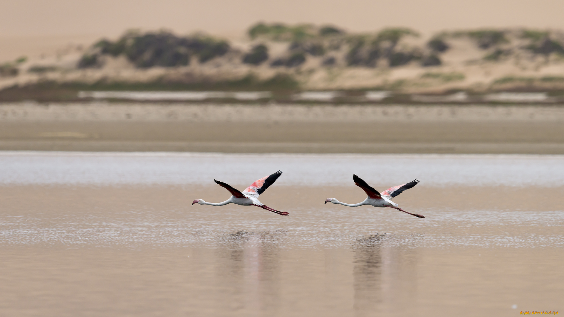 животные, фламинго, полет