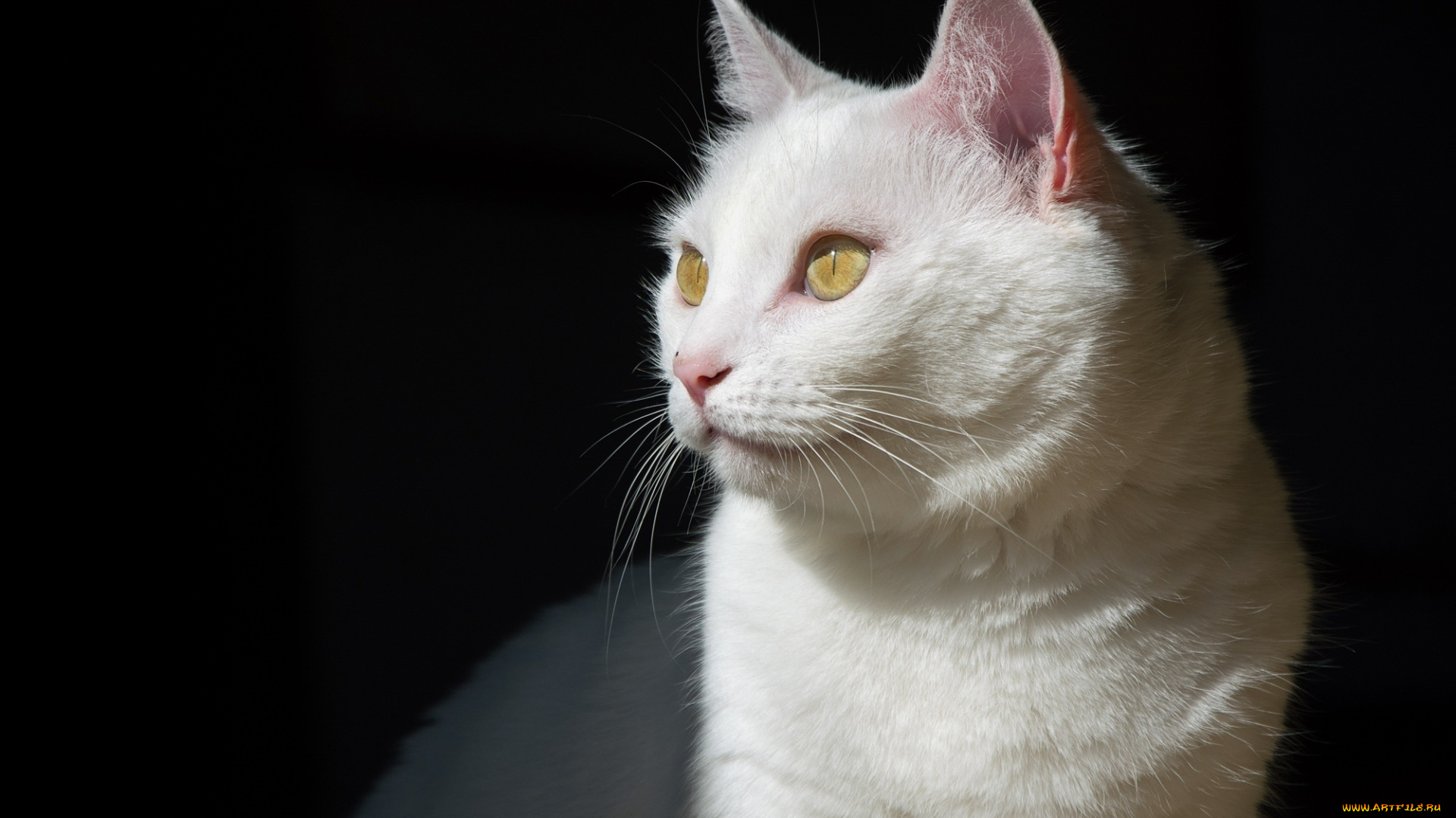 животные, коты, белый, мордочка, тень