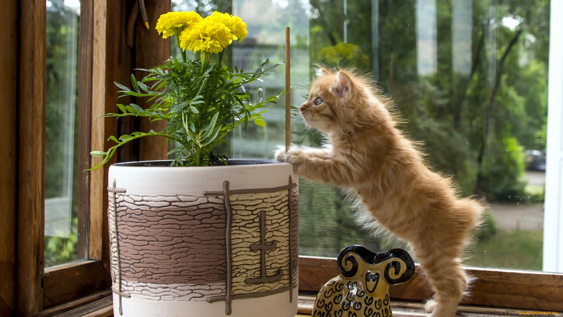 животные, коты, курильский, бобтейл, статуэтка, любопытство, вазон, цветок, котёнок
