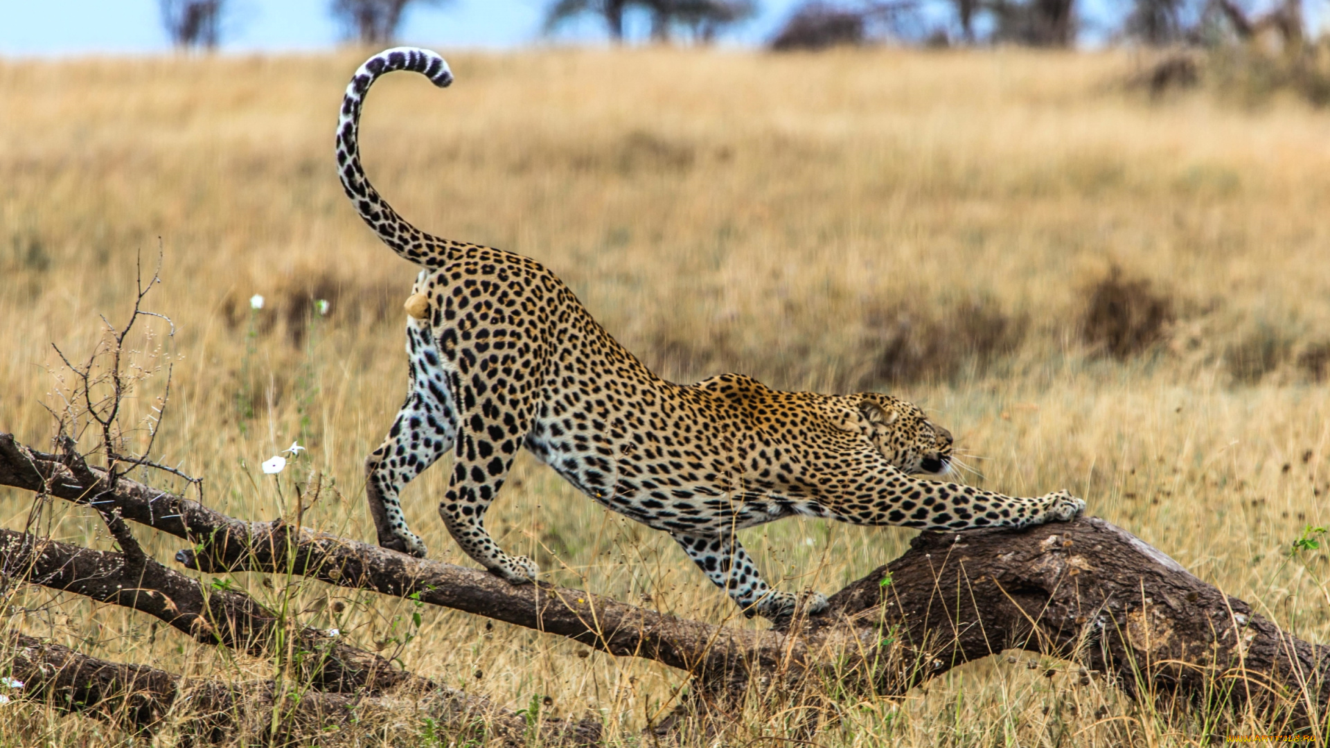 животные, леопарды, потягушки