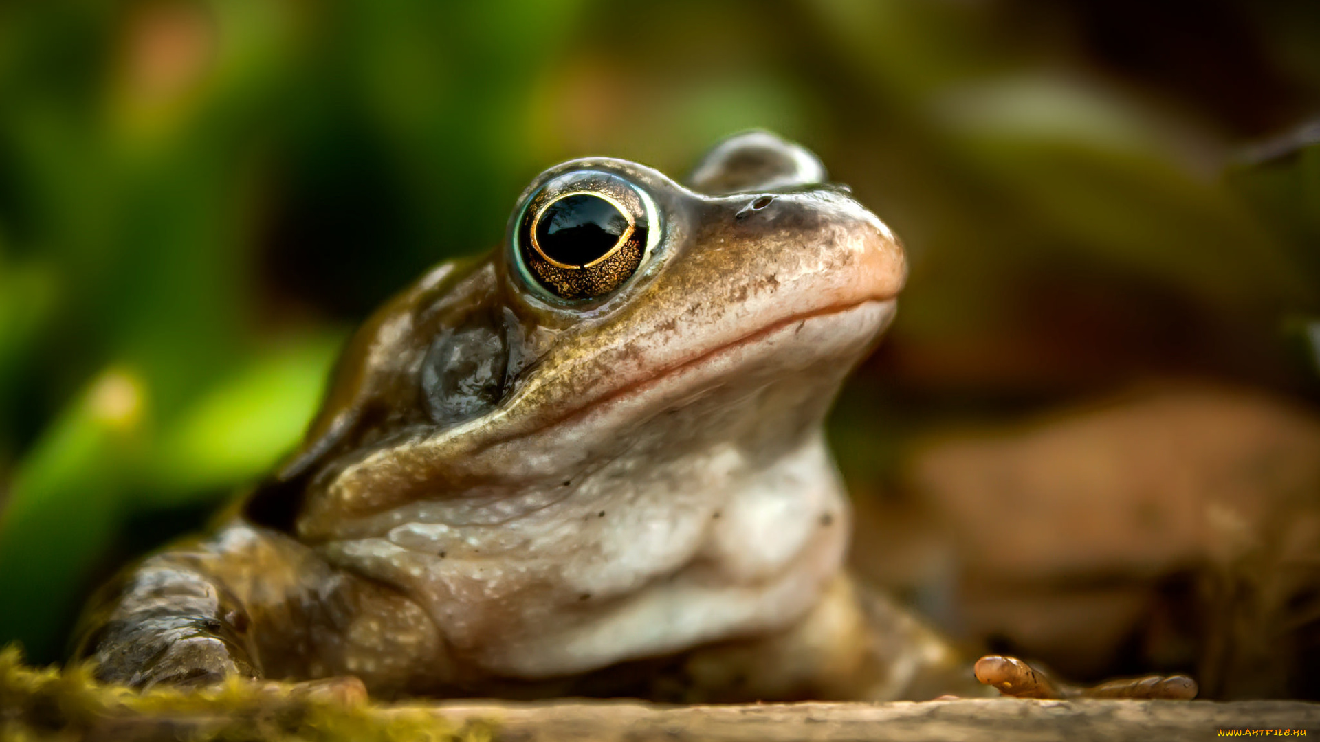 животные, лягушки, фон, природа, лягушка