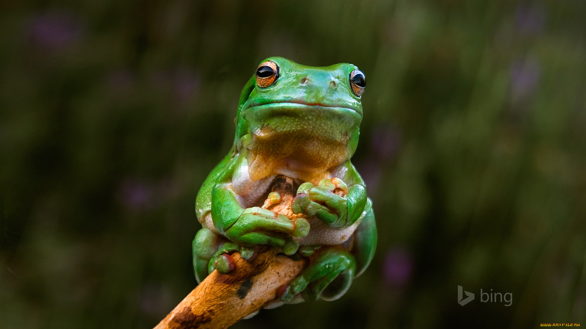 животные, лягушки, глаза, ветка, лягушка, australia, adelaide