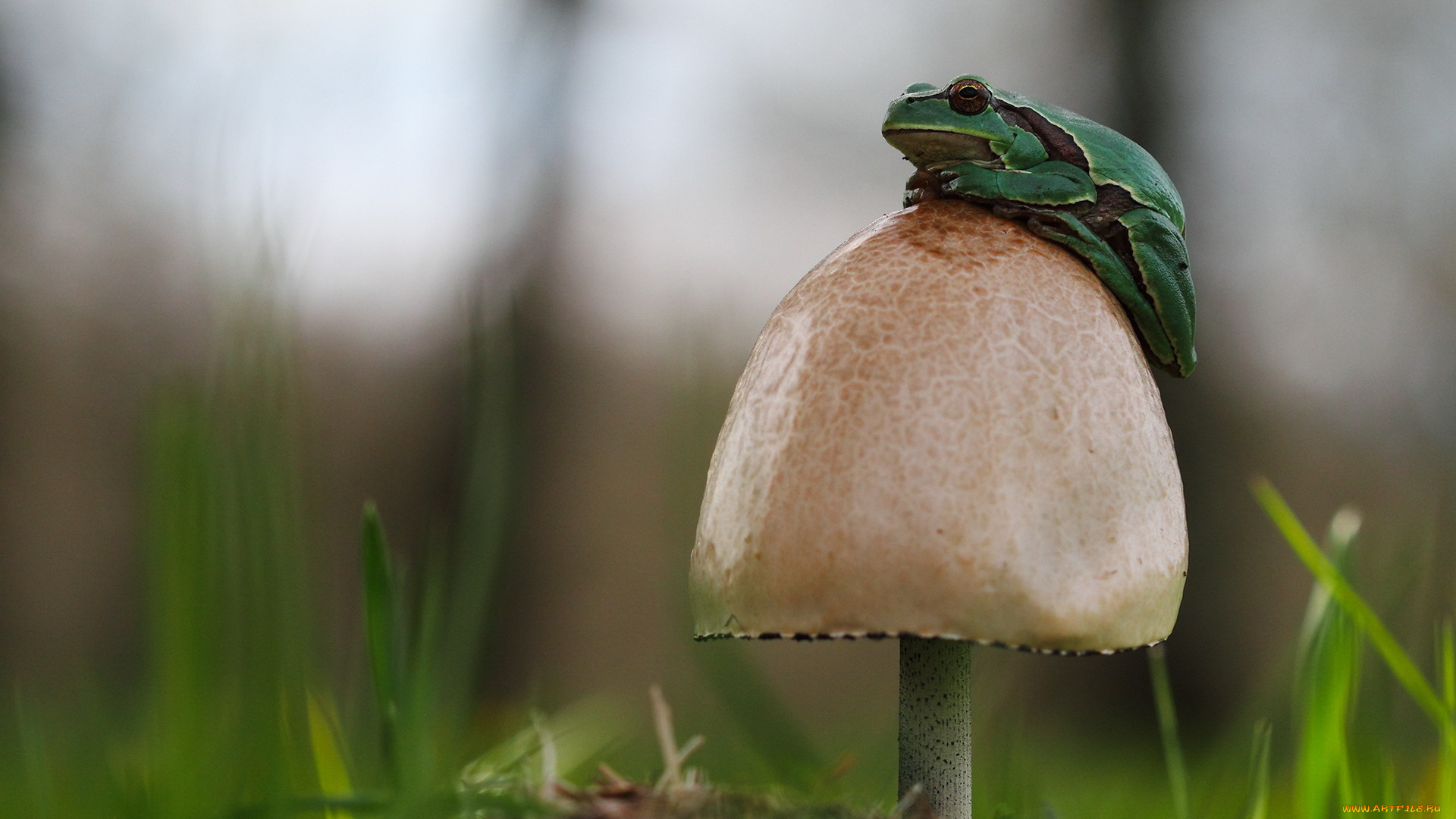 животные, лягушки, гриб, лягушка, трава