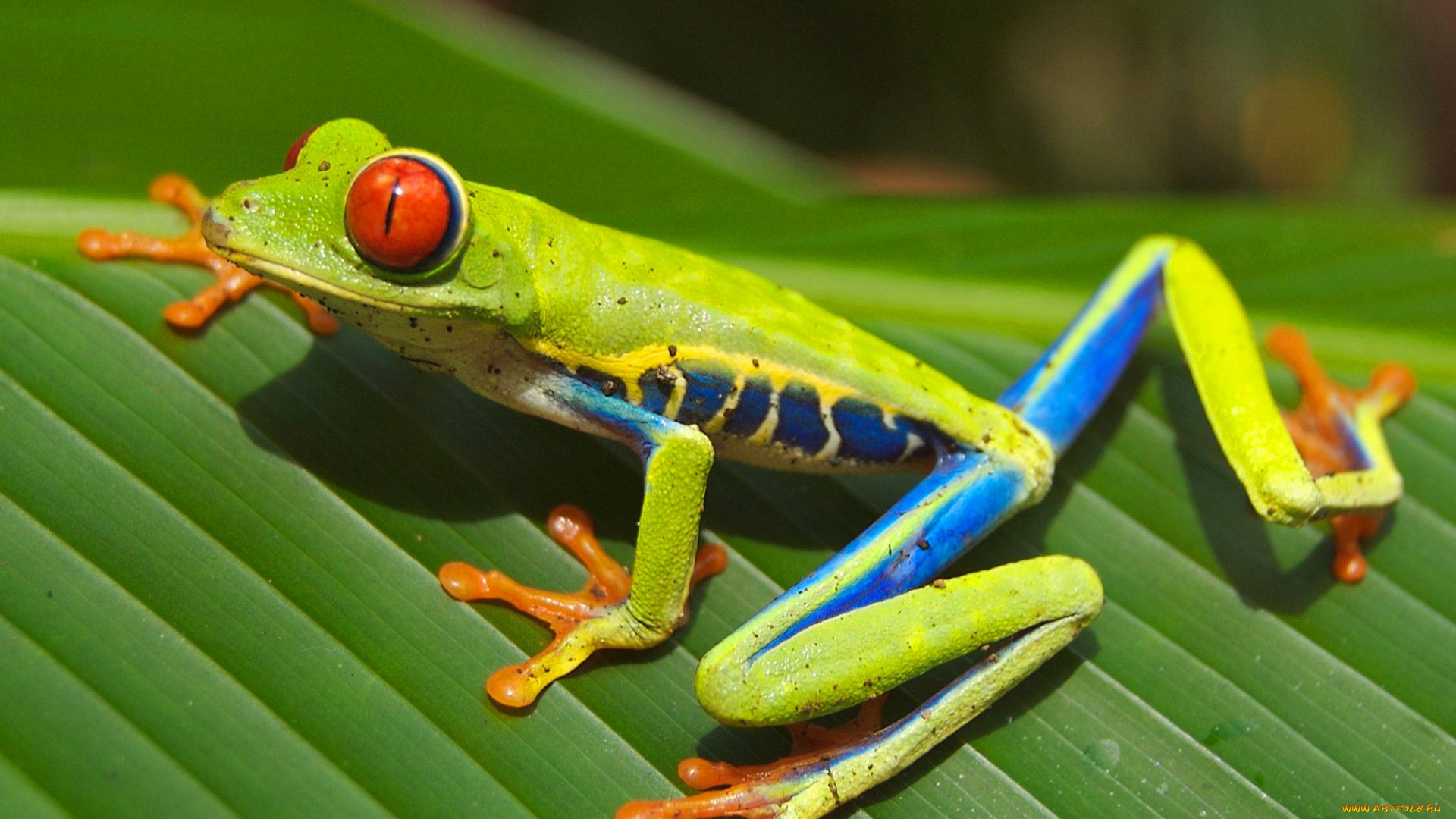 животные, лягушки, лапки, глаза, цвет, лягушка, лист