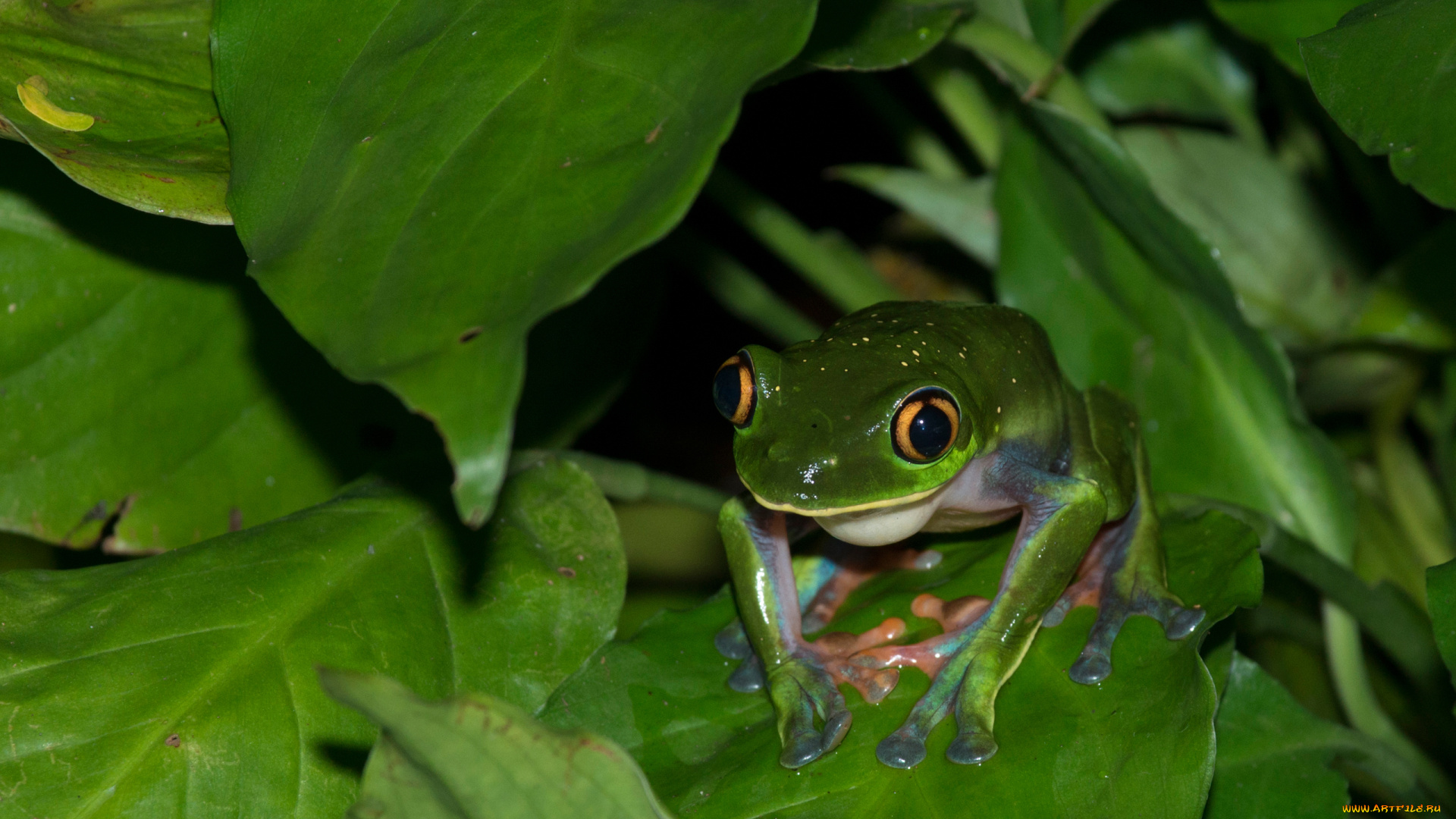 животные, лягушки, листья, глаза, вода, земноводное, лягушка