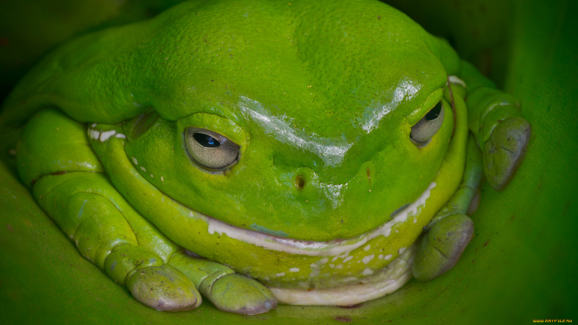 животные, лягушки, лягушка, австралия, зелёная