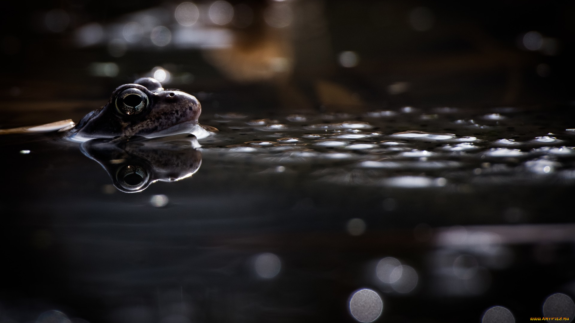 животные, лягушки, лягушка, вода