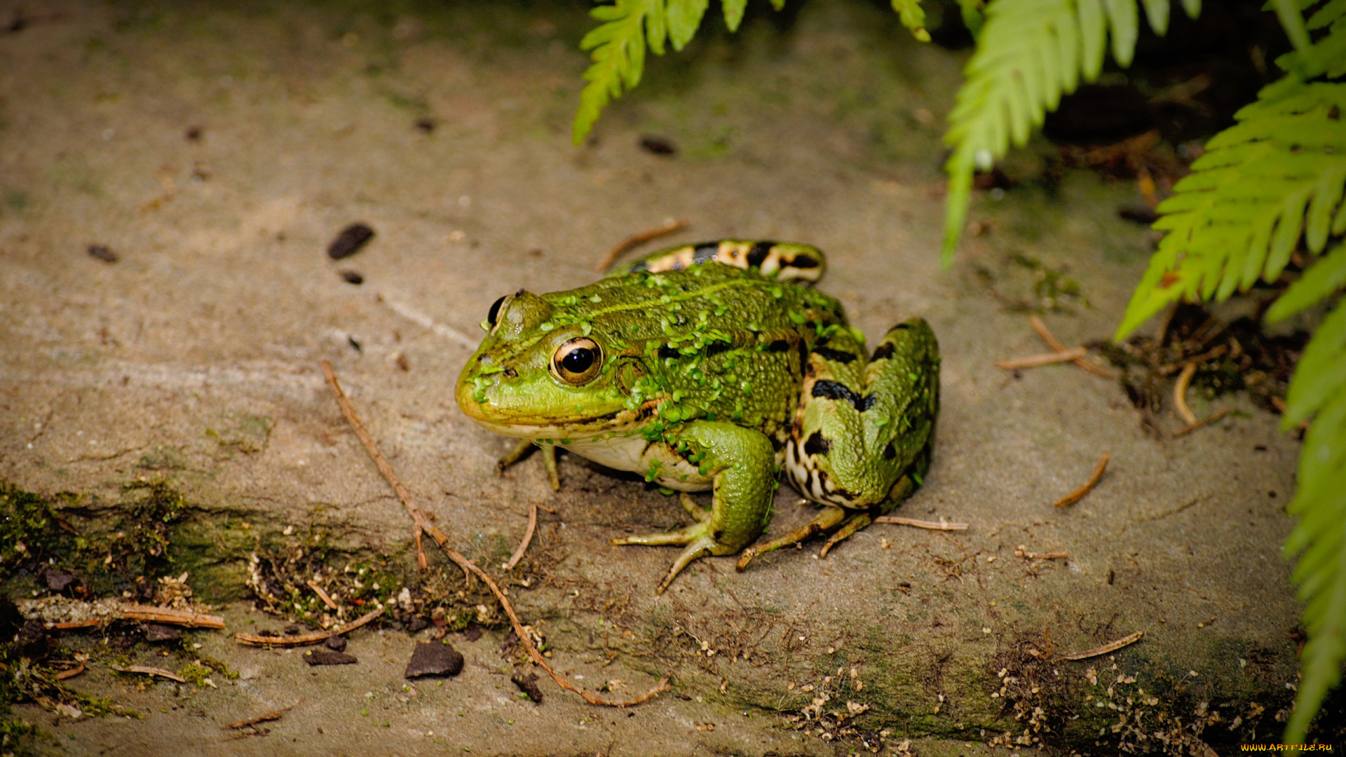 животные, лягушки, папоротник, лягушка, земля
