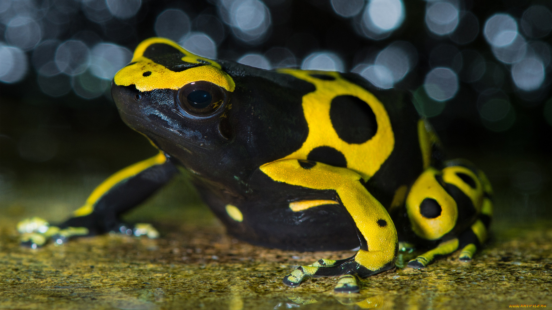 животные, лягушки, пятна, боке, лягушка, макро, ядовитая