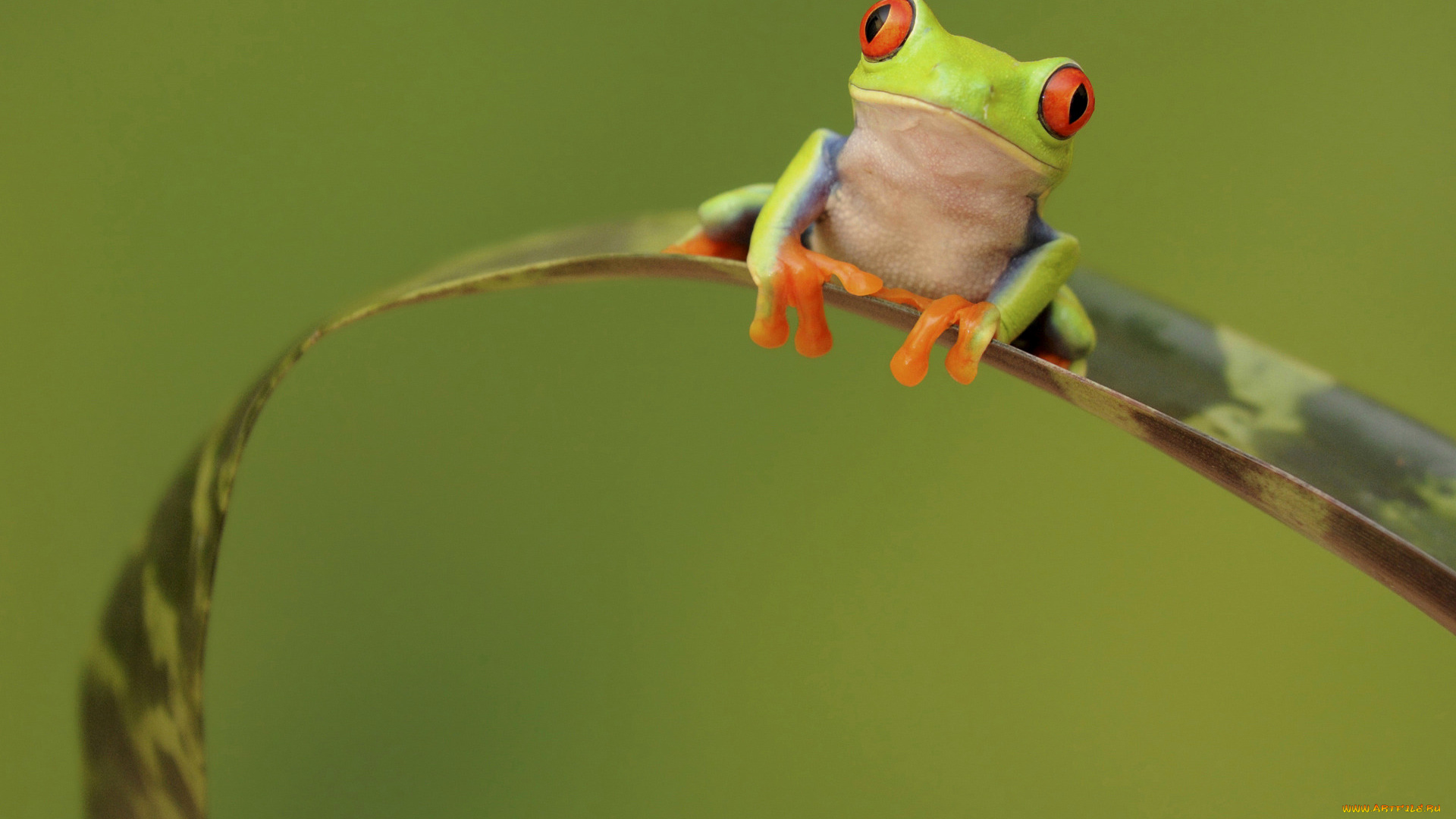 животные, лягушки, растение, лист, глаза, лягушка