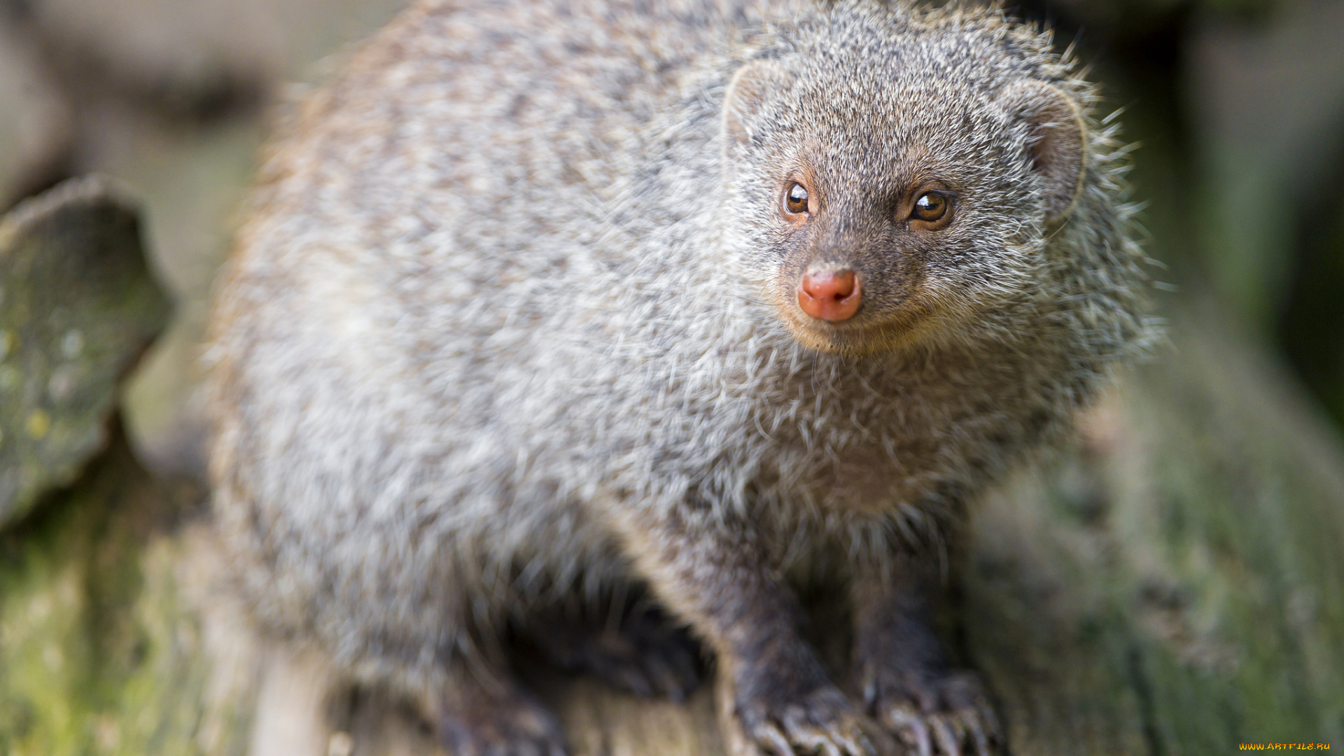 животные, мангусты, зверек