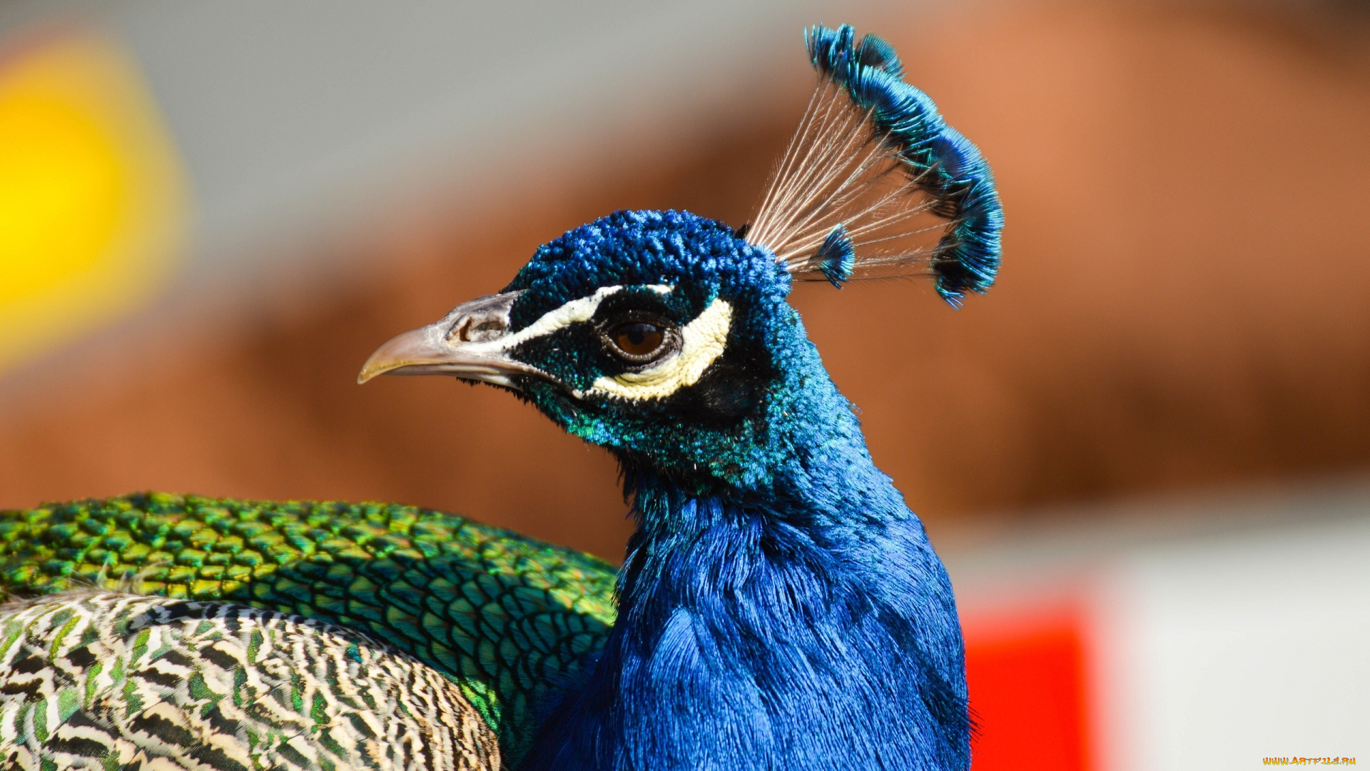 животные, павлины, профиль, клюв, хохолок, оперение