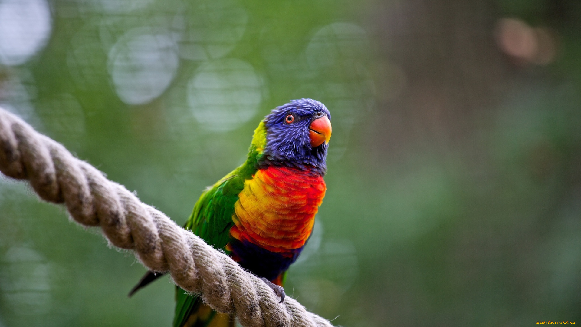 животные, попугаи, попугайчик, пестрый, цвета, веревка, насест