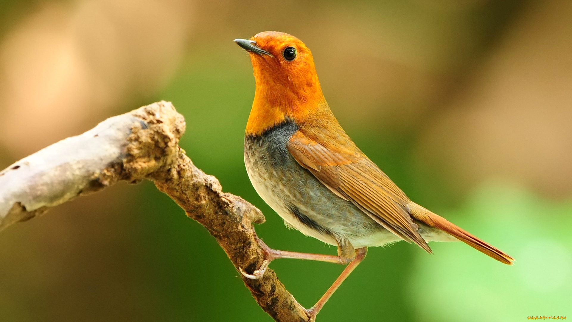 животные, птицы, ветка