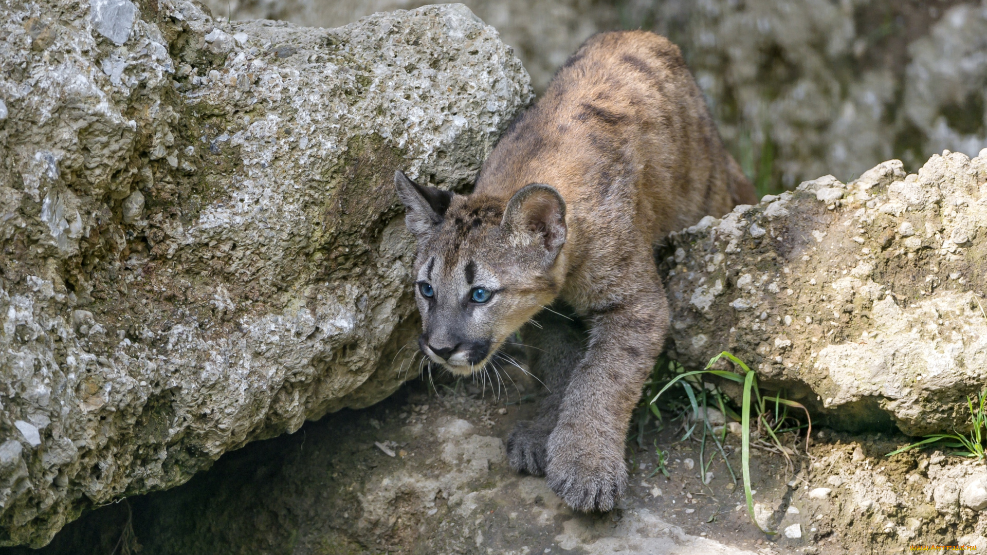 животные, пумы, малыш