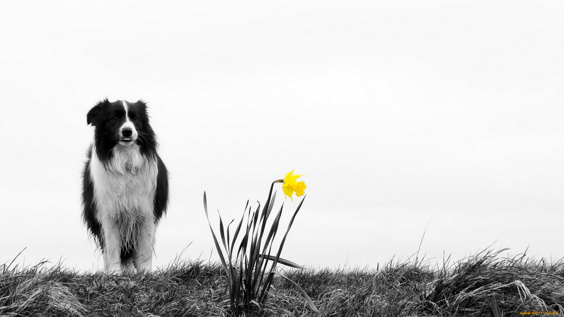 животные, собаки, цветок, природа, собака
