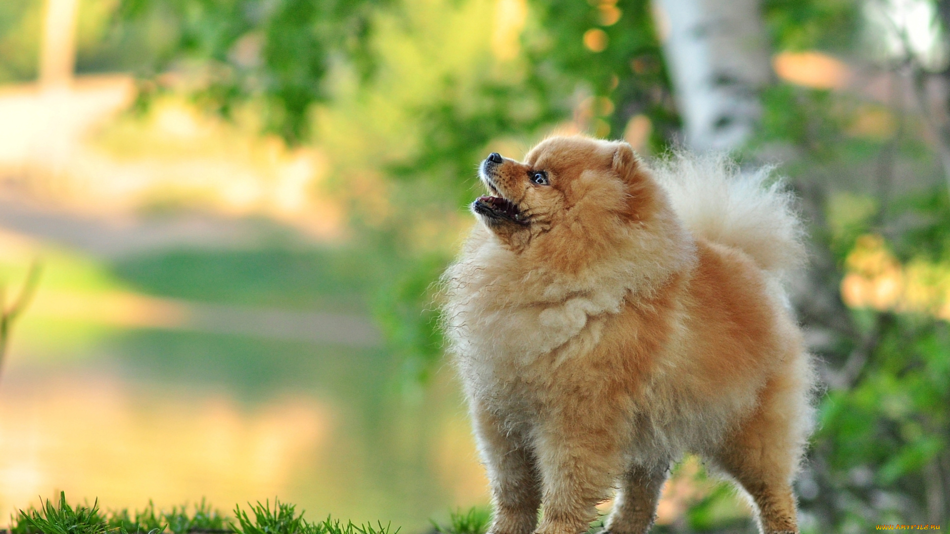 животные, собаки, шпиц