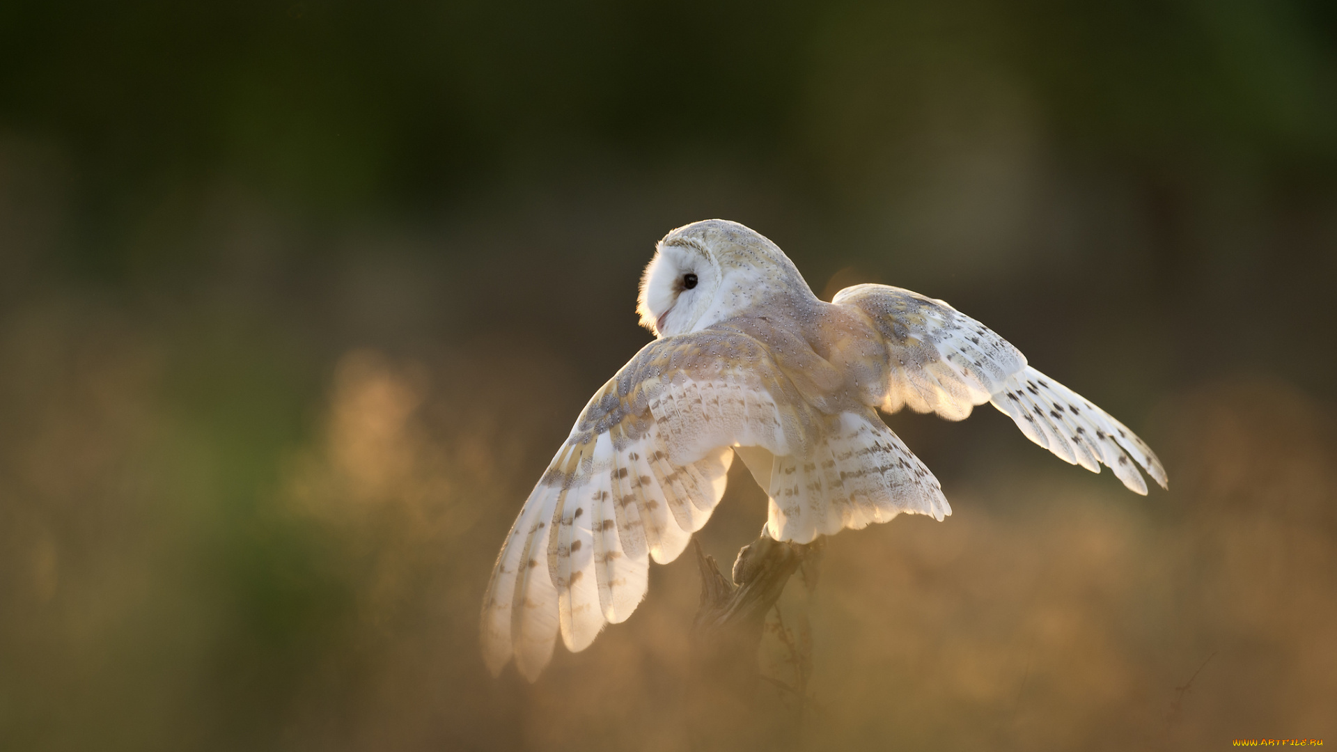 животные, совы, крылья, белая, сова, птица