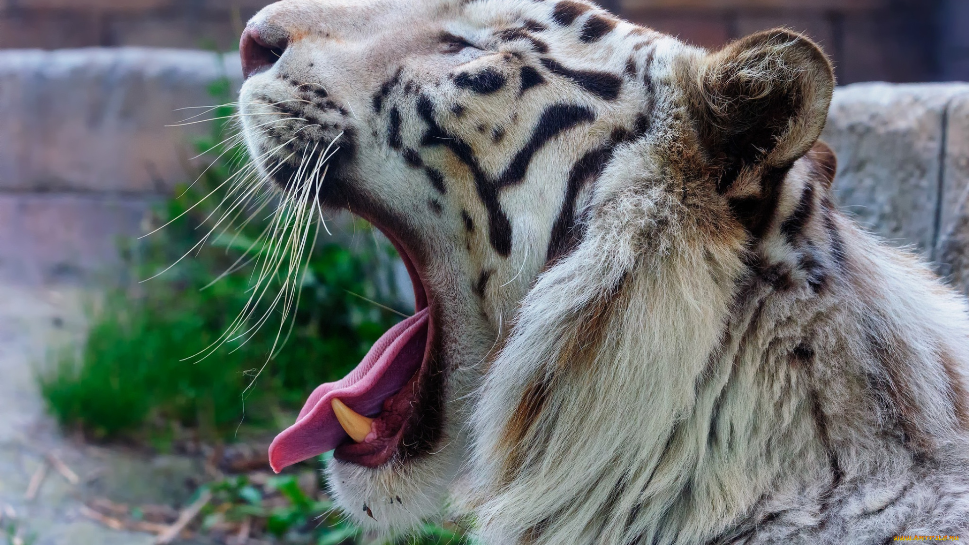 животные, тигры, пасть, зевает, профиль, морда, хищник