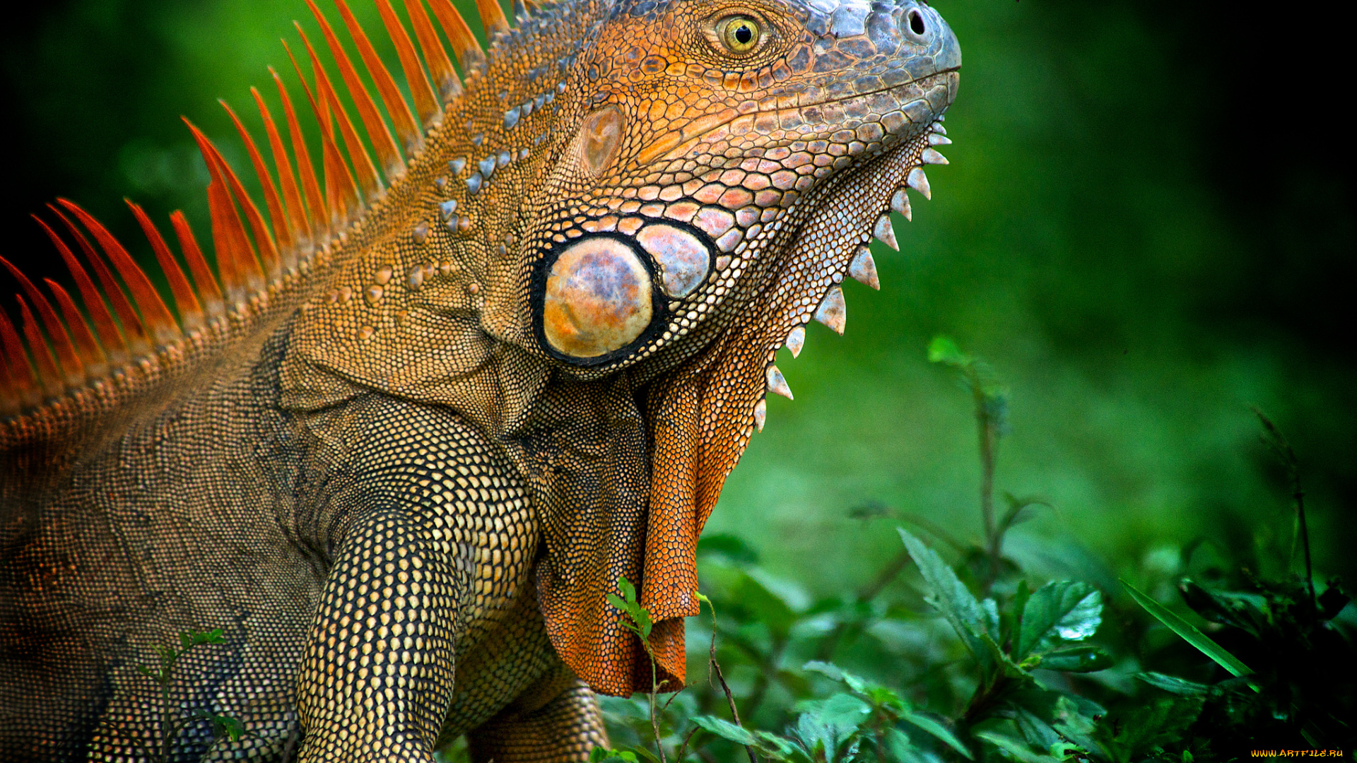 животные, Ящерицы, , игуаны, , вараны, игуана, гребень