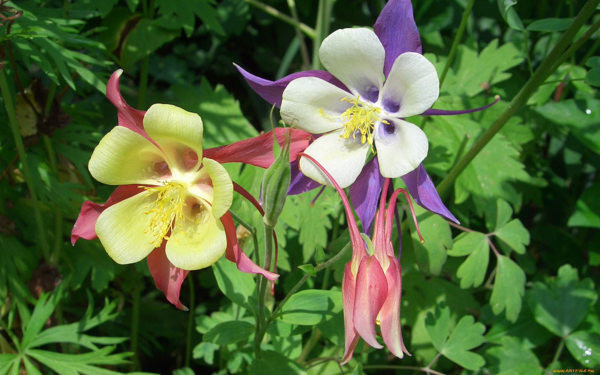 цветы, аквилегия, , водосбор, лепестки