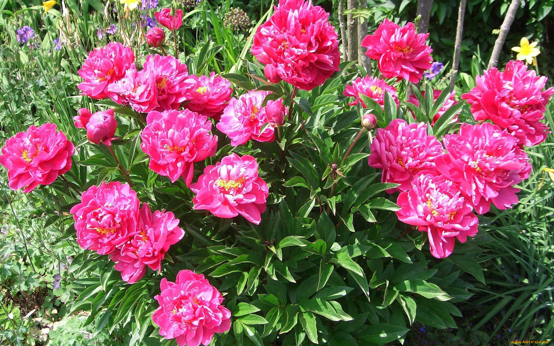 цветы, пионы, бутоны