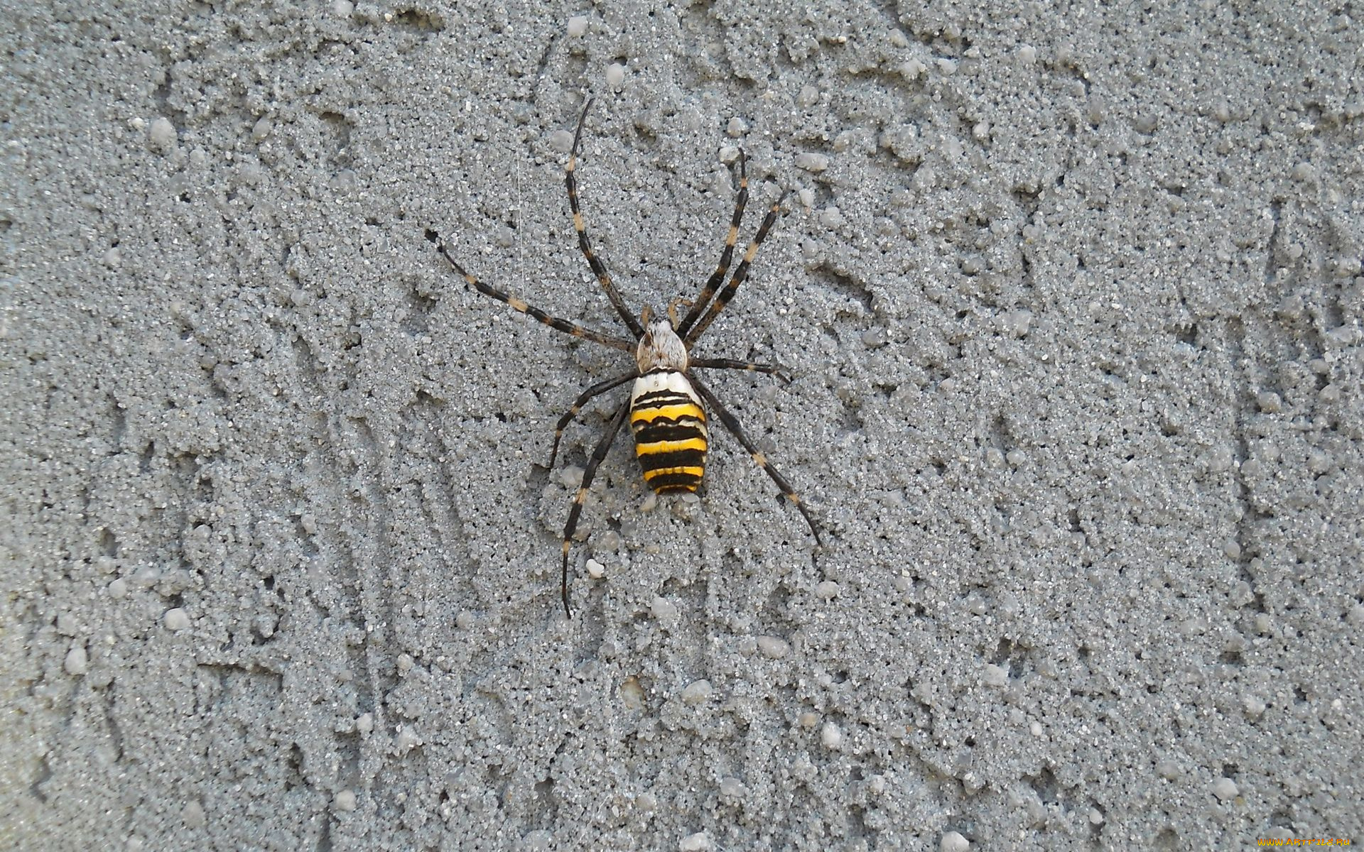 животные, пауки, паук