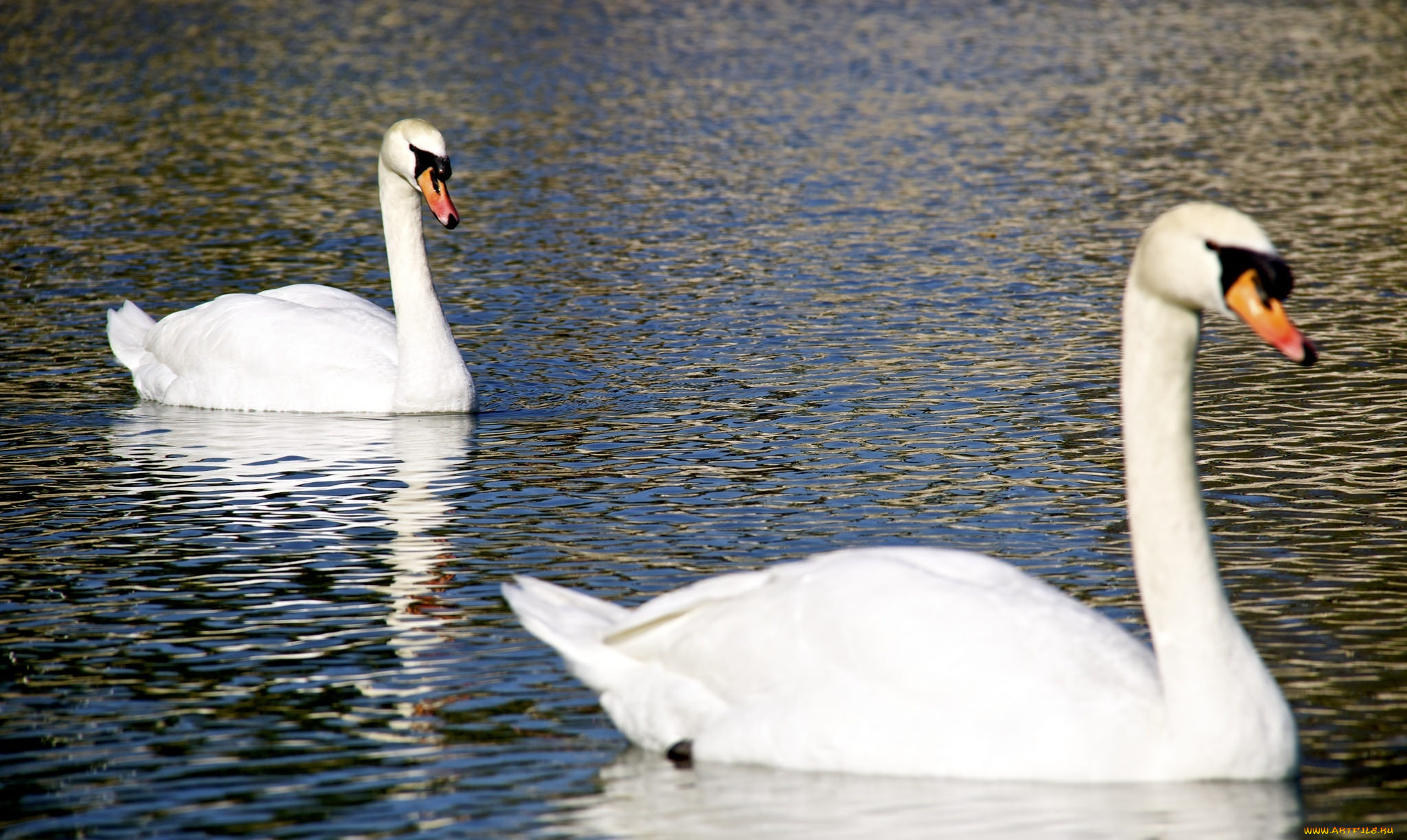 животные, лебеди, вода, блики, рябь, пара, птицы