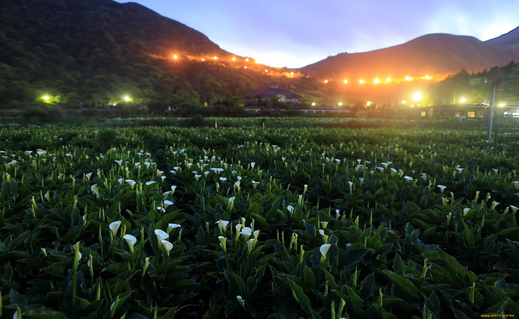 природа, пейзажи, деревья, холмы, пейзаж, цветы, дома, каллы