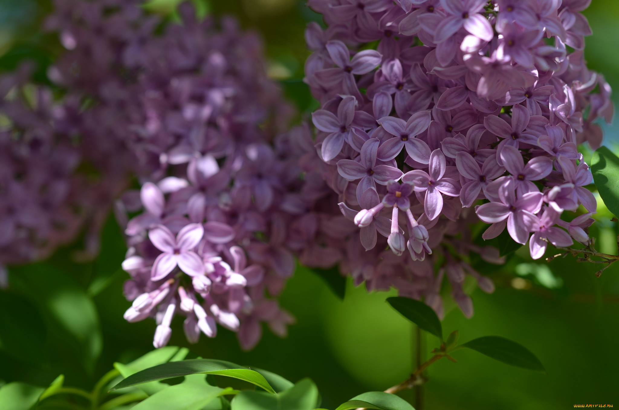 цветы, сирень, листья, ветки, кустарник