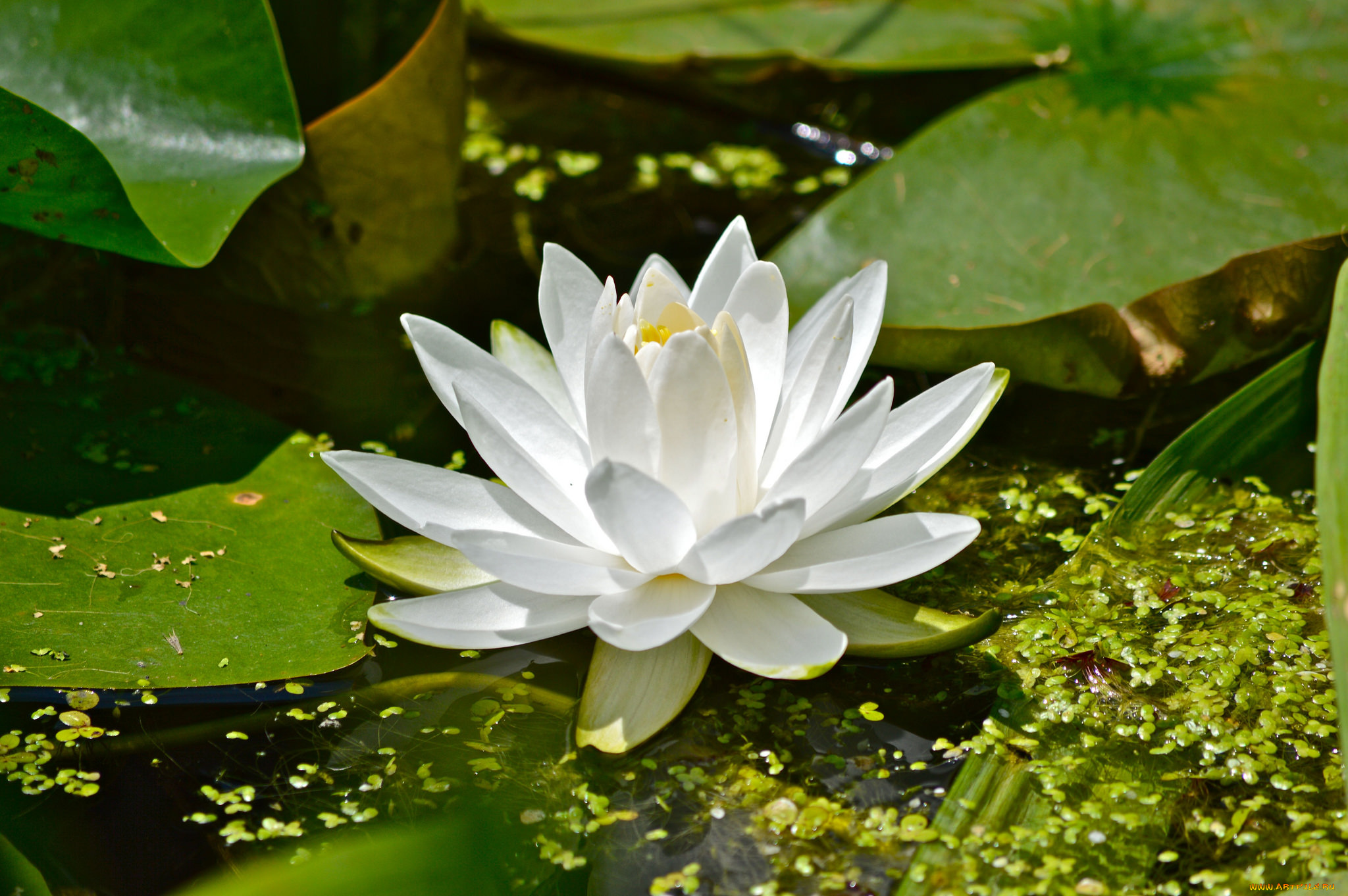 цветы, лилии, водяные, , нимфеи, , кувшинки, белый