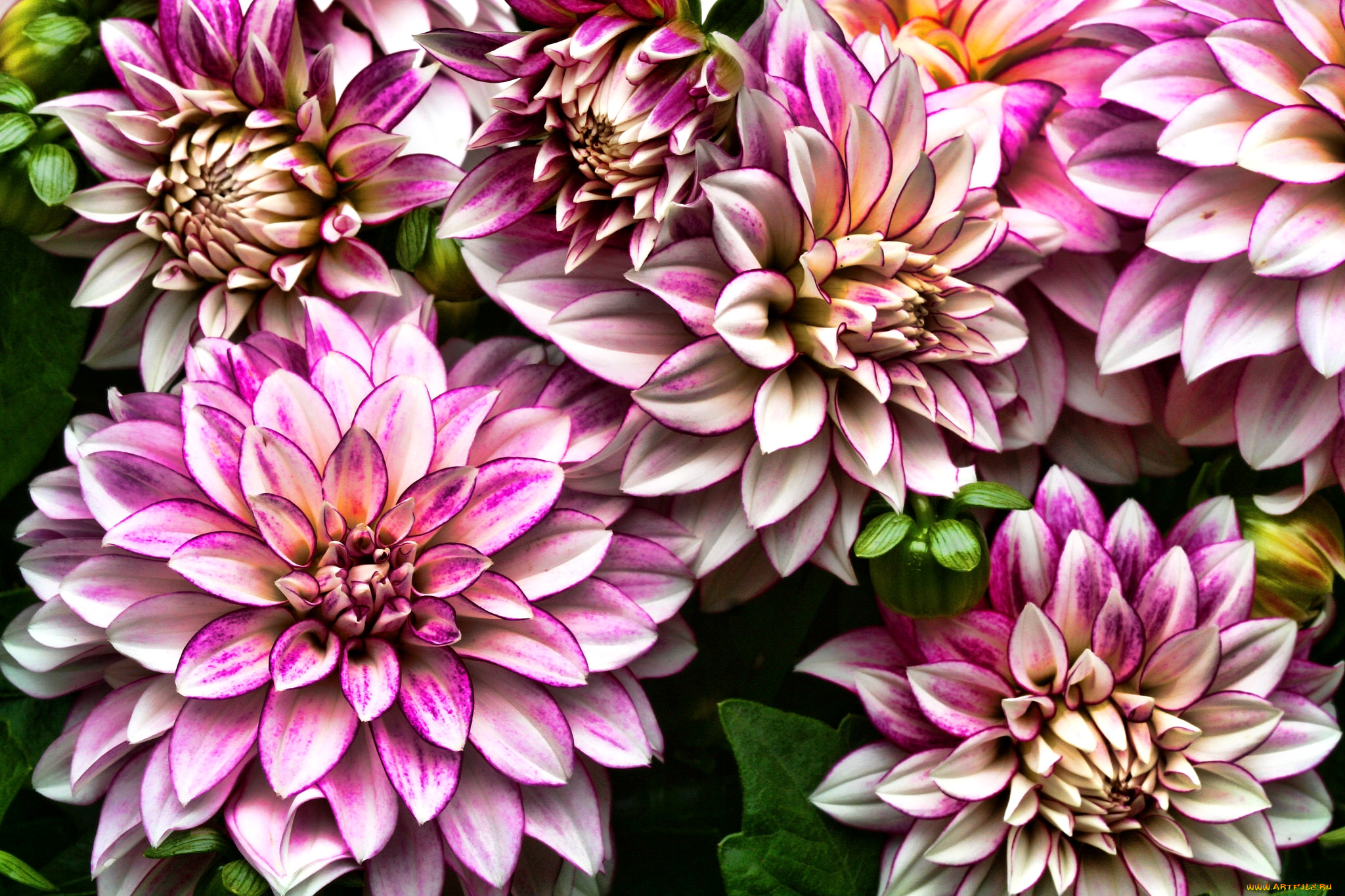 цветы, георгины, макро